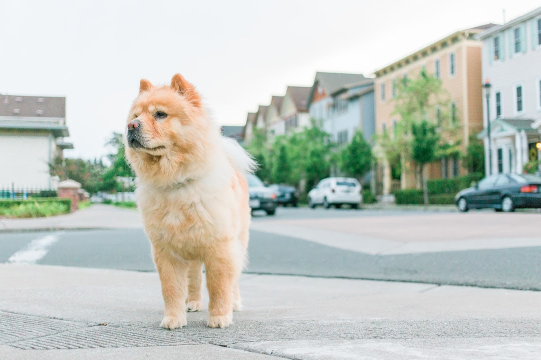 Pet Damage Clauses in Ontario Leases: A Landlord Guide